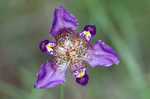 Propeller flower